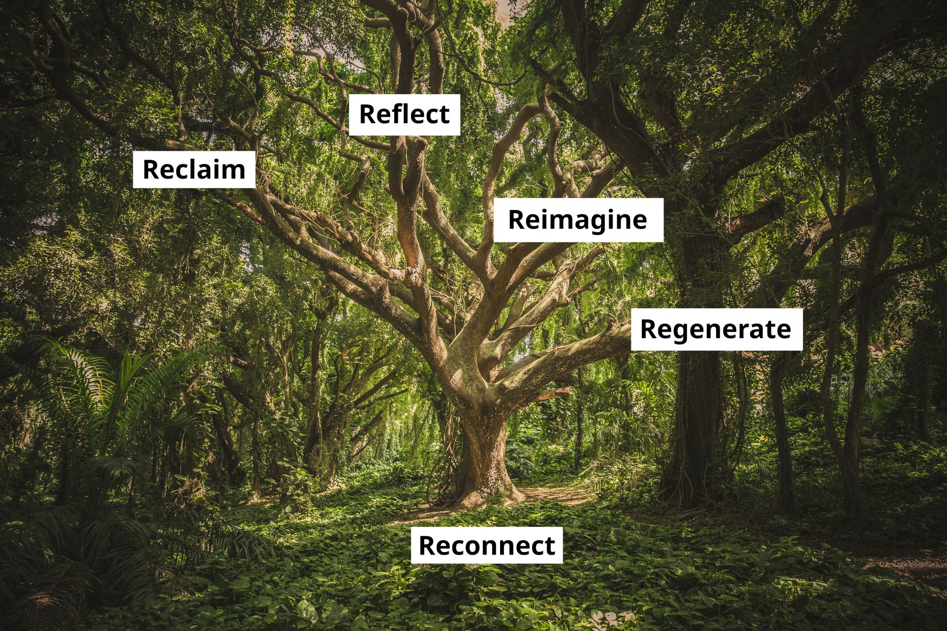 The Tree of Reconnection, featuring a lush green scenery, deep in a forest. At the center is a large tree with many branches. On each of the major branches is a text label representing the 5 branches of the Reconnect.earth process: Reclaim, Reflect, Reconnect, Reimagine and Regenerate. Of these five branches, Reconnect is actually at the root of the tree (symbolising connection to the root system).